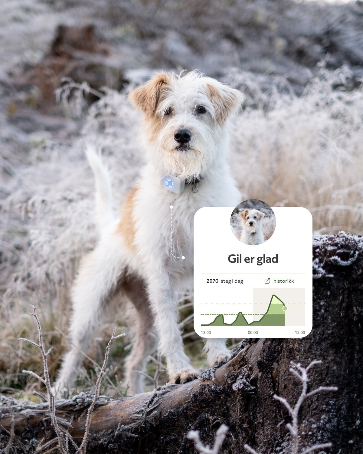 Lildog 2 GPS tracker for dogs
