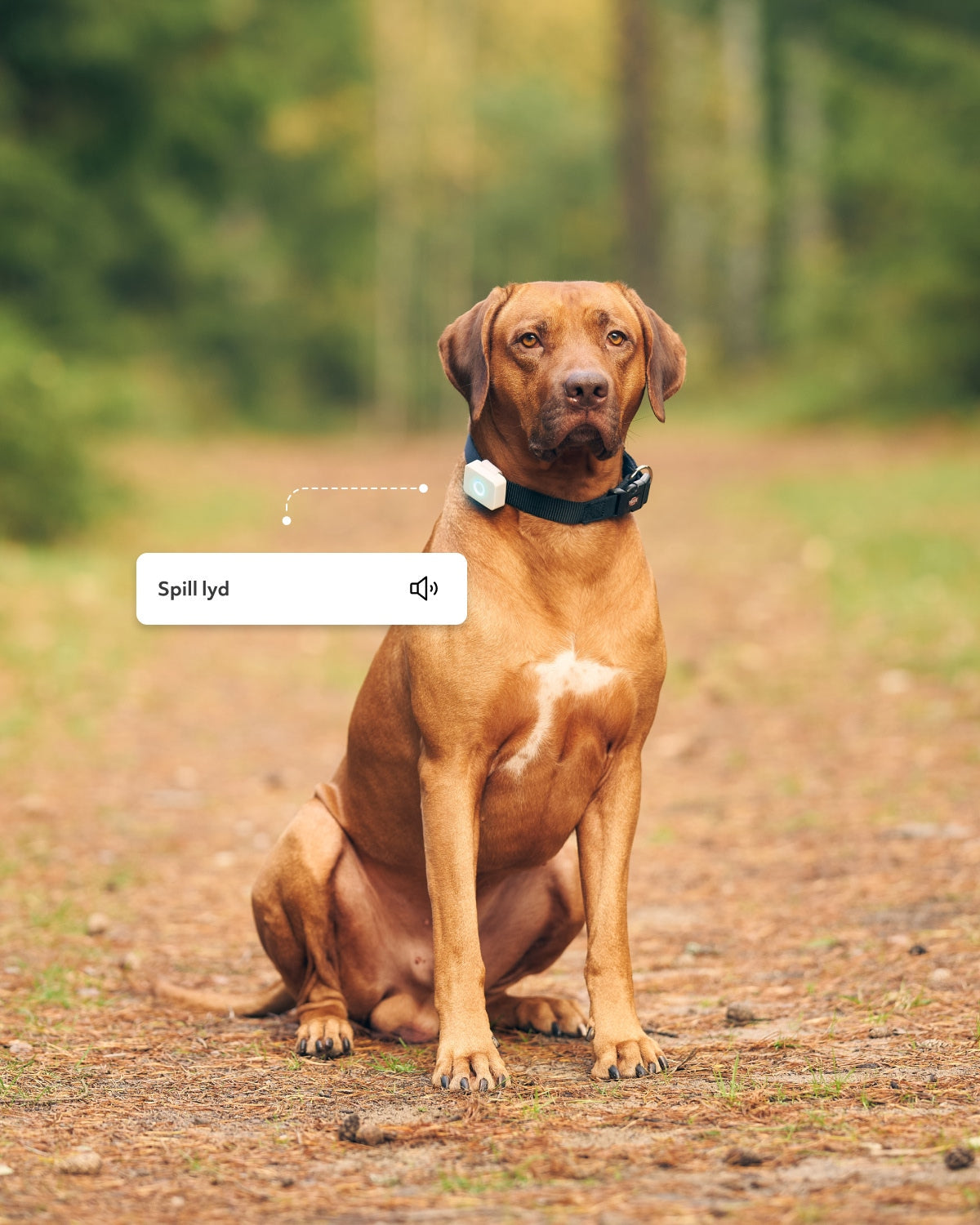Lildog 2 GPS tracker for dogs