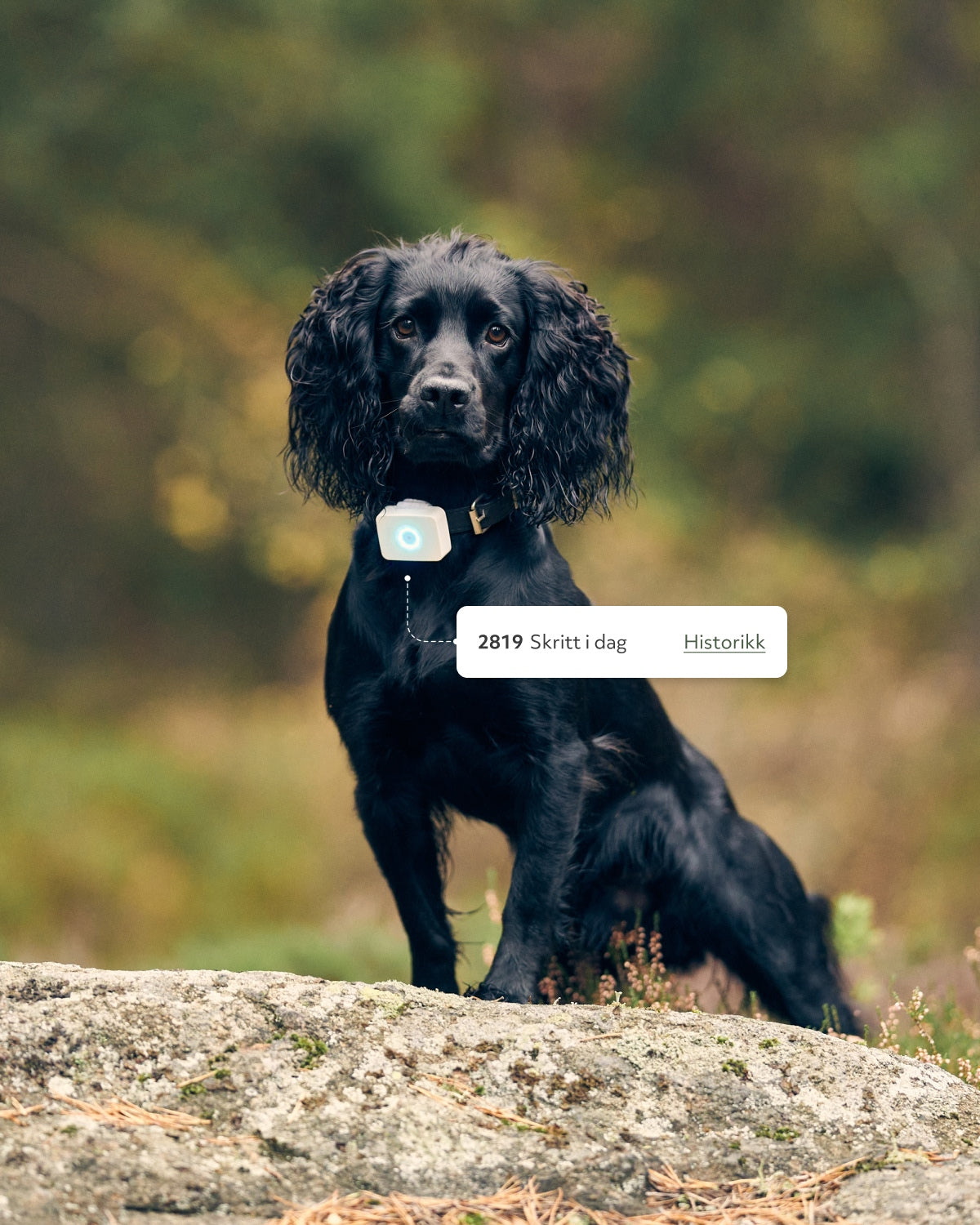 Lildog 2 GPS tracker for dogs