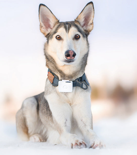 Lildog 2 GPS tracker for dogs